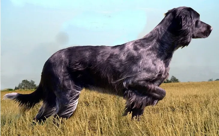 Blue Picardy Spaniel